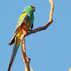 Mulga parrot.