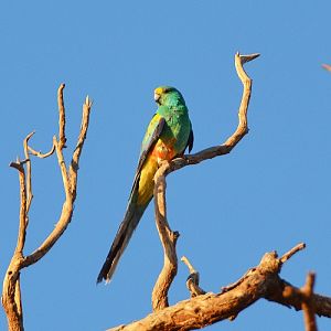 Mulga parrot 1