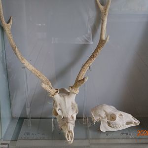 The skull of formosan sika deers.