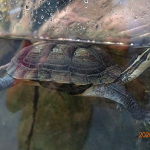 Vietnamese Pond Turtle (Mauremys annamensis)