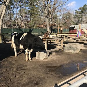 Cow/Goat exhibit