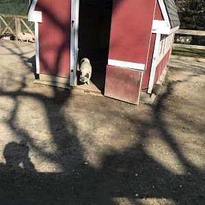 Vietnamese pot-bellied pig