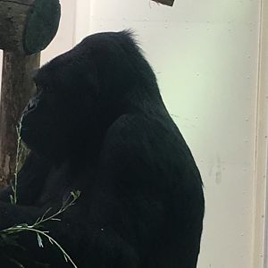 Eastern or western gorilla? Zoo Antwerpen 2019