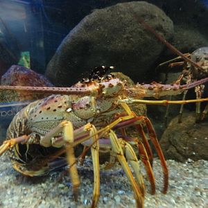 Lobster - Ubatuba aquarium (2014)