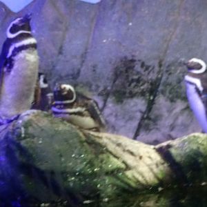 Magellanic penguins - Ubatuba aquarium (2014)