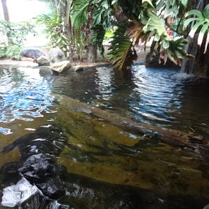 Broad-snouted caiman exhibit - Ubatuba aquarium (2014)