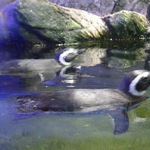 Magellanic penguins - Ubatuba aquarium (2014)