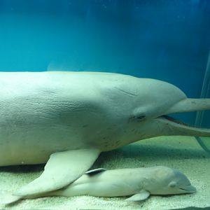 Preserved dolphins - Ubatuba aquarium (2014)