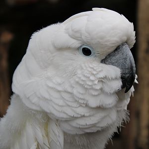 Umbrella cockatoo