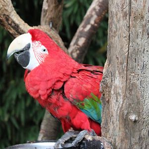 Green-winged macaw