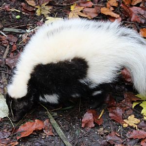 Striped skunk