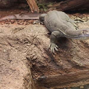 Merten's water-monitor
