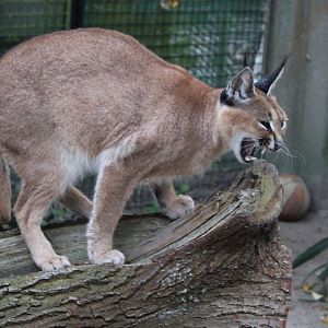 Caracal