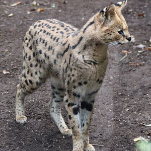 Serval