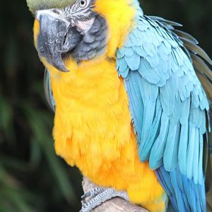 Yellow-and-blue macaw