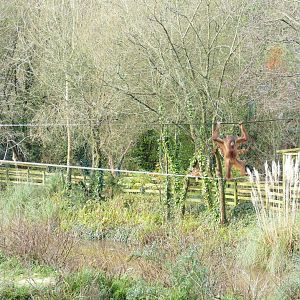 Female Bornean orangutans, December 2020
