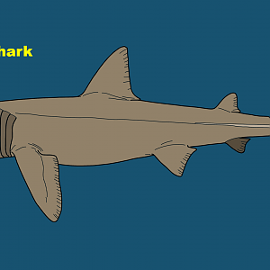 Basking shark (Cetorhinus maximus)