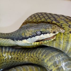 Snake specimen ID