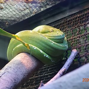 Green Tree Python (Morelia viridis)