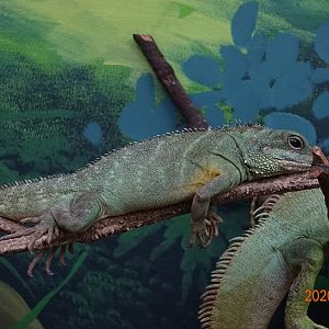 Chinese Water Dragon (Physignathus cocincinus)
