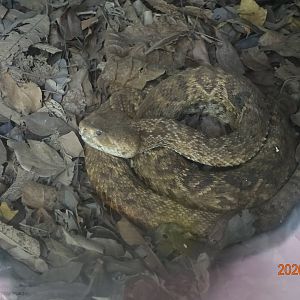 Western Diamondback Rattlesnake (Crotalus atrox)