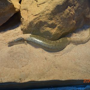 Ocellated Skink (Chalcides ocellatus)