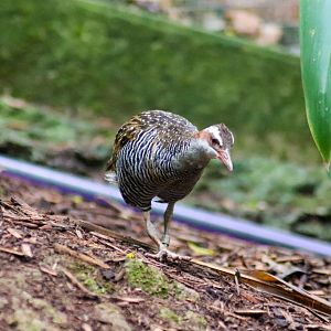 Buff-banded Rail (Hypotaenidia philippensis)