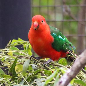 Australian King Parrot (Alisterus scapularis)