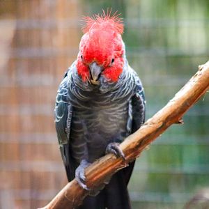 Gang-gang Cockatoo (Callocephalon fimbriatum)