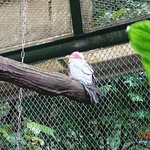 Galah (Eolophus roseicapilla)