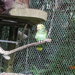 Yellow-headed Amazon (Amazona oratrix)