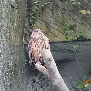 Tawny Fish Owl (Ketupa flavipes)