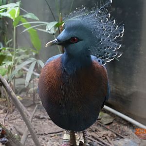 Victoria Crowned Pigeon (Goura victoria)