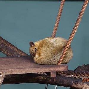 Kinkajou (Potos flavus)