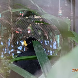 Great Curassow (Crax rubra)