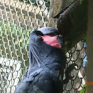 Palm Cockatoo (Probosciger aterrimus)