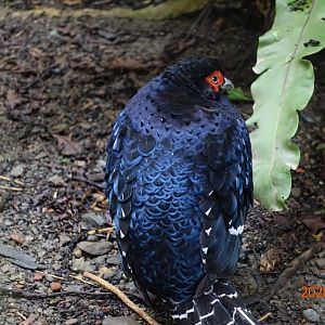 Mikado Pheasant (Syrmaticus mikado)