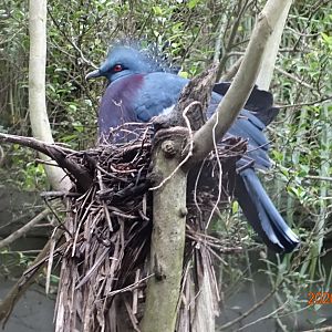 Victoria Crowned Pigeon (Goura victoria)