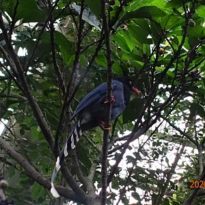 Taiwan Blue Magpie (Urocissa caerulea)