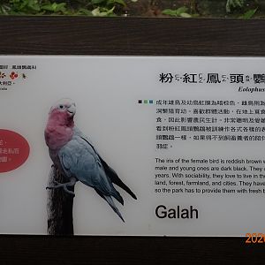 Galah (Eolophus roseicapilla)