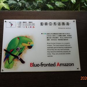 Turquoise-fronted Amazon (Amazona aestiva)