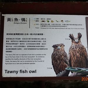 Tawny Fish Owl (Ketupa flavipes)