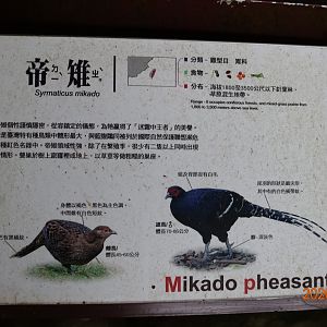 Mikado Pheasant (Syrmaticus mikado)