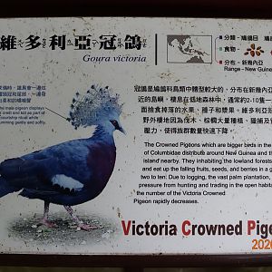 Victoria Crowned Pigeon (Goura victoria)