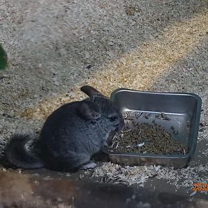 Long-tailed Chinchilla (Chinchilla lanigera)