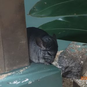Long-tailed Chinchilla (Chinchilla lanigera)