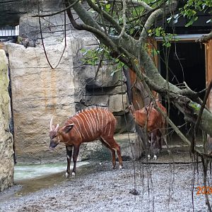 Bongo (Tragelaphus eurycerus)