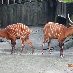 Bongo (Tragelaphus eurycerus)