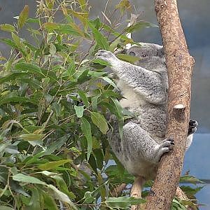 Koala (Phascolarctos cinereus)