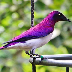 African Treetops - Violet-backed Starling